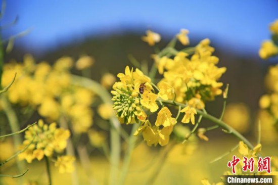 杭州千島湖、さまざまな花が咲き誇り春満開　浙江省