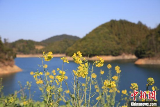 杭州千島湖、さまざまな花が咲き誇り春満開　浙江省