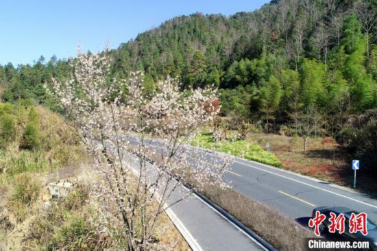 杭州千島湖、さまざまな花が咲き誇り春満開　浙江省