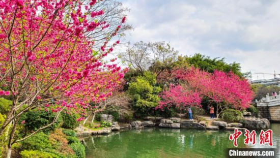 早春二月桂林两江四湖景区桃花盛开吸引游人