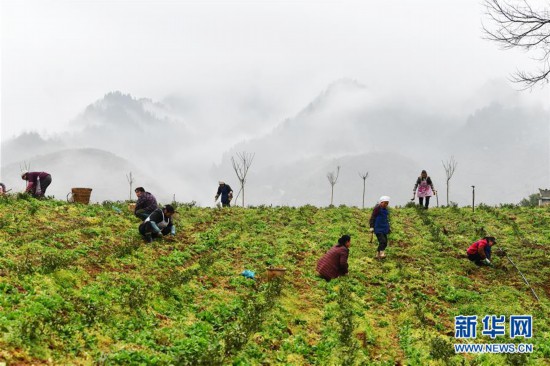 ����ᣩ��12�����ݣ�����ϣ�� ���Ŵ���