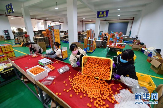 （聚焦疫情防控）（2）廣西融安：電商復工助桔農