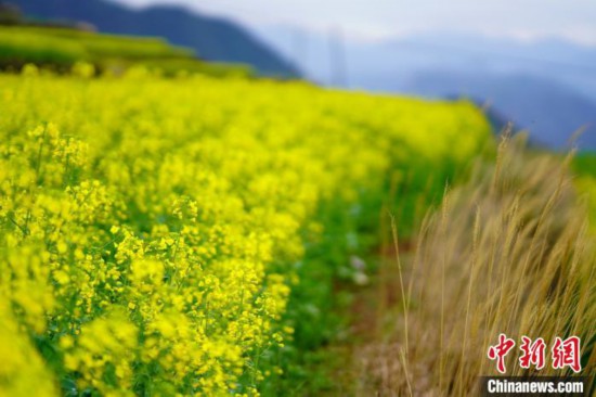 浙江省台州市仙居県楊豊山の段々畑で満開を迎えた菜の花（撮影・崔江剣）