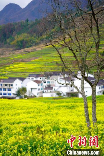 見渡す限り「黄色い花の海」春景色が広がる浙江仙居楊豊山の段々畑 