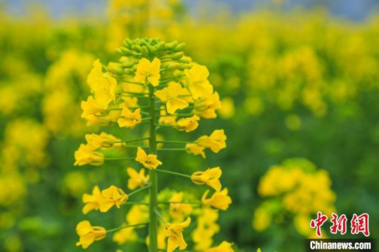 ミャオ族の村を黄色く染める菜の花畑　四川省