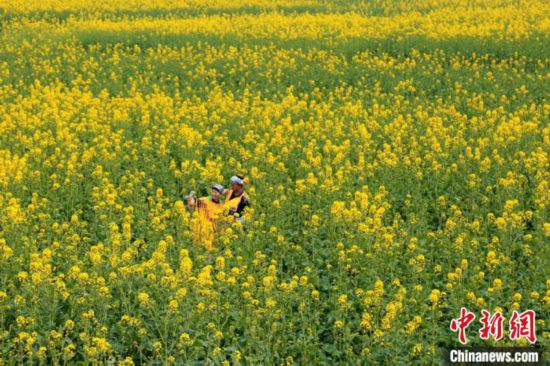 ミャオ族の村を黄色く染める菜の花畑　四川省