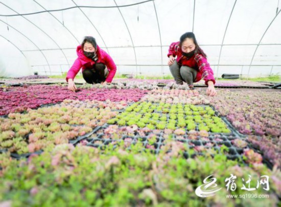 姐妹俩细心呵护多肉