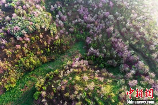 バウヒニアの花咲く広西チワン族自治区の村　絵に描いたような絶景 