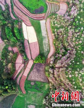 バウヒニアの花咲く広西チワン族自治区の村　絵に描いたような絶景 