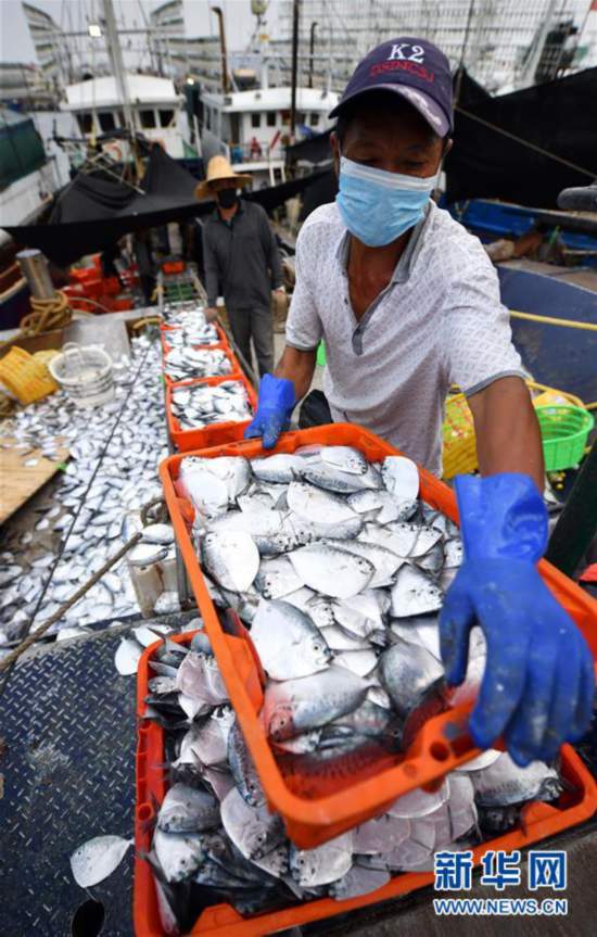 （經濟）（5）海南：耕海歸來魚滿倉