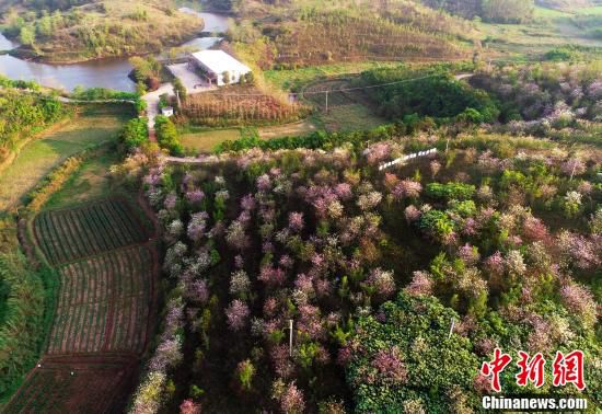 バウヒニアの花咲く広西チワン族自治区の村　絵に描いたような絶景 