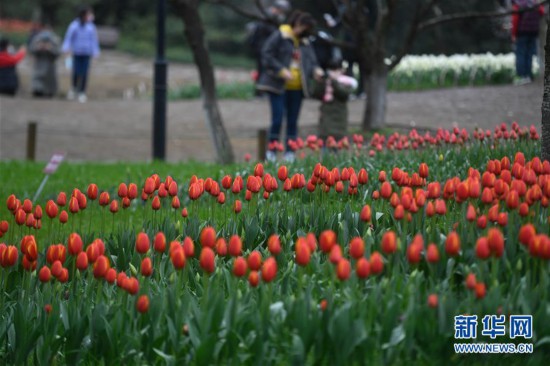（社會）（2）杭州：春日太子灣公園 預約開放