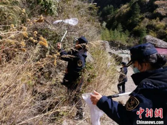  圖為拉薩海關所屬吉隆海關關員在口岸邊界線2公裡內開展沙漠蝗監測工作。拉薩海關供圖