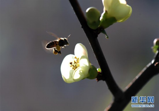 （環境）（4）上海：花開春意濃