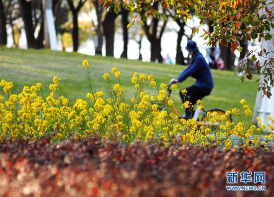 （環境）（5）上海：花開春意濃