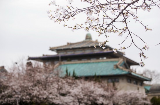 武漢大學校園一角（3月16日攝）。