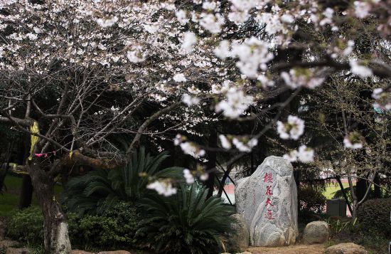 武漢大學校園一角（3月16日攝）。