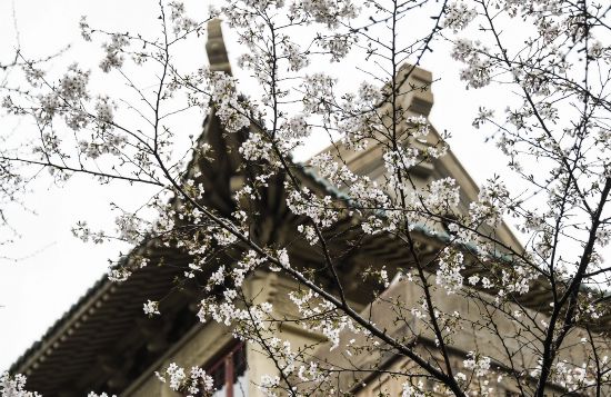 武漢大學校園一角（3月16日攝）。