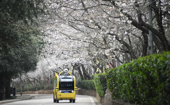 一輛5G無人攝像車在武漢大學櫻花大道進行不間斷無人巡游，實時採集和傳輸直播圖像信號（3月16日攝）。