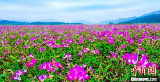 花咲く春、広西桂林の3月