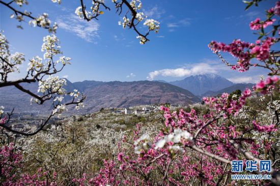 （環境）（1）四川漢源：千樹萬樹梨花開