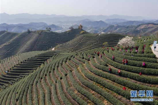 (经济)(1)茶乡万亩茶园开启春季“美丽经济”