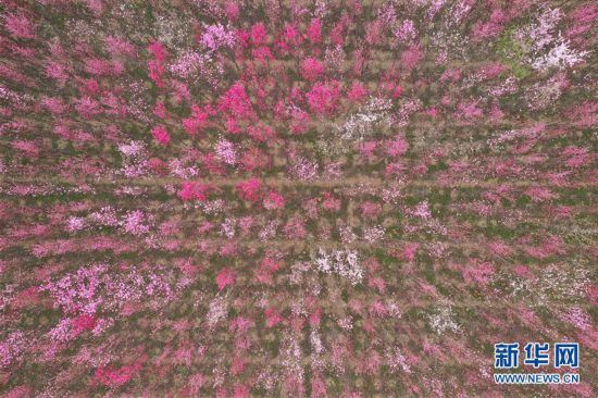 （春季美麗生態）（6）河南滎陽：花海爛漫 春意盎然
