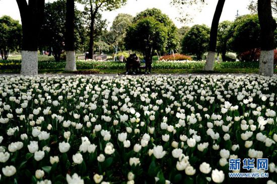 ������������̬����3���Ϻ��ʻ��������㻨չ��չ