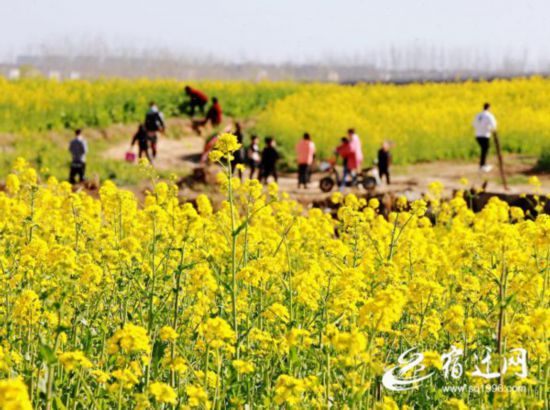 沭陽_油菜花海迎客來 （全媒體）(677149)-20200321084259