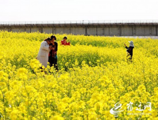 沭陽_油菜花海迎客來 （全媒體）(677150)-20200321084300