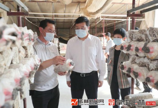 韋韜到玉州區督戰脫貧攻堅工作