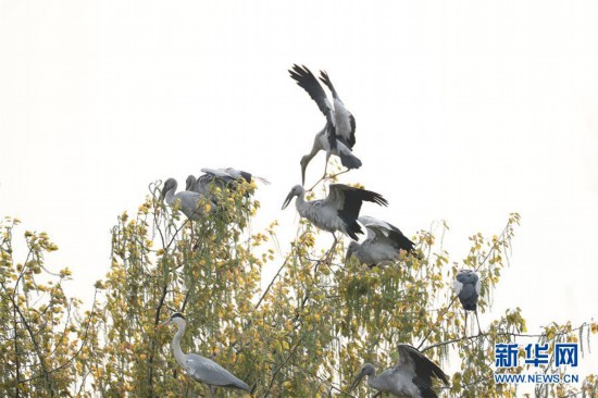 #����������6������ǭ����Ⱥ���贺