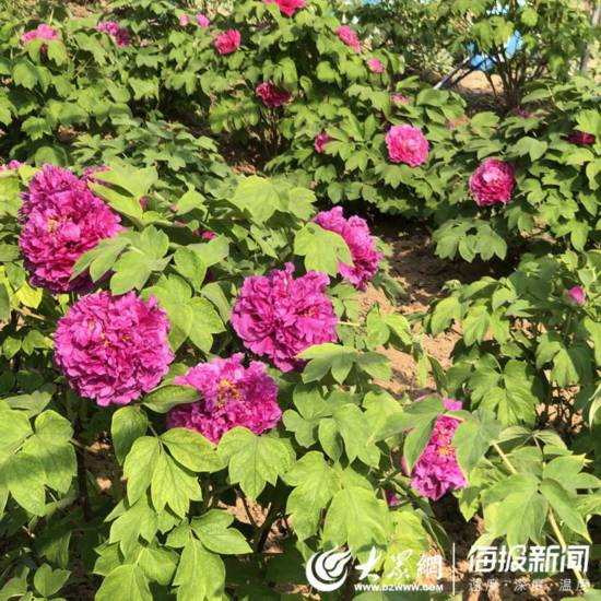 疫情过后最美春天来了 菏泽牡丹园的牡丹悄然初放 山东频道 人民网