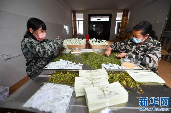 （經濟）（5）江西靖安：春日採茶忙