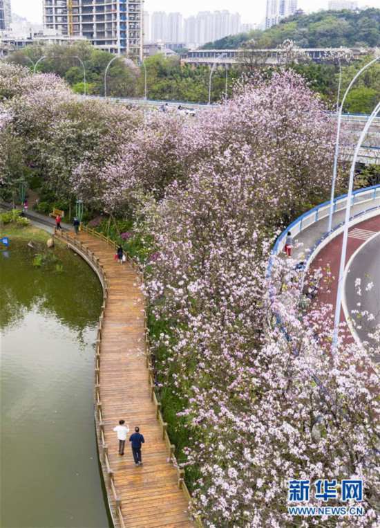 广西柳州:洋紫荆盛开 城市成花海