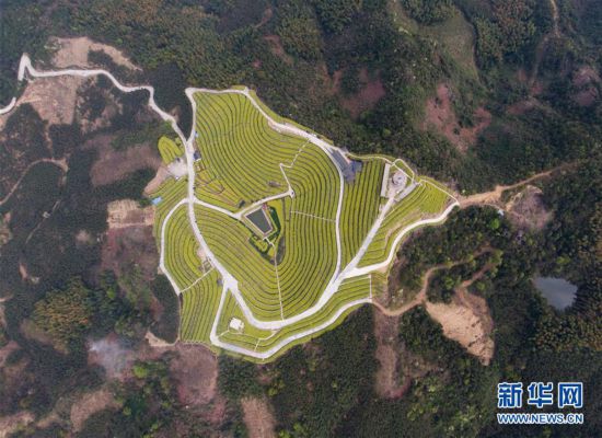 (美丽中国)(5)乡村旅游渐升温 山顶春色迎客来