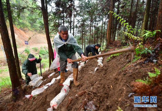 （經濟）（2）廣西鹿寨：林下種“芝”助增收