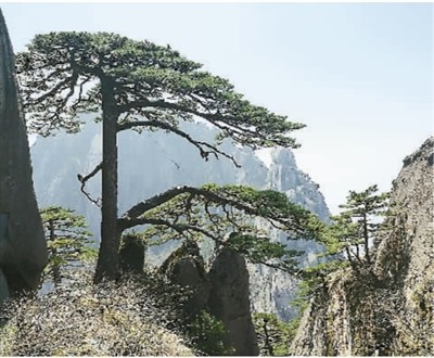 暖阳三月 春回黄山——游黄山 看迎客松