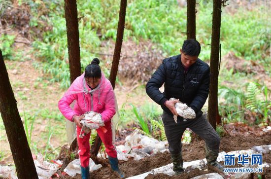 （經濟）（3）廣西鹿寨：林下種“芝”助增收