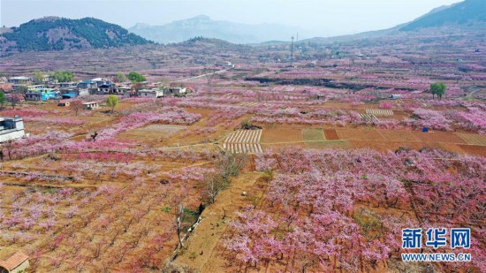 （春季美麗生態）（8）山東濟南：萬畝桃花笑春風