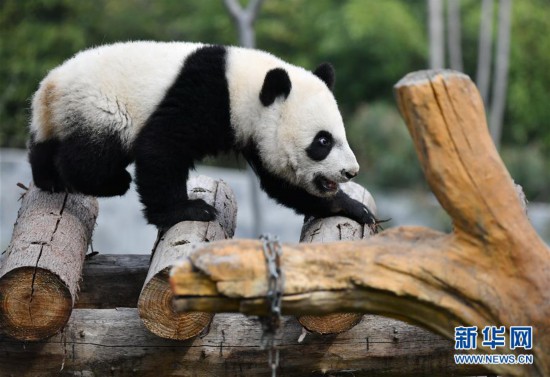 （社會）（3）秦嶺大熊貓寶寶健康成長