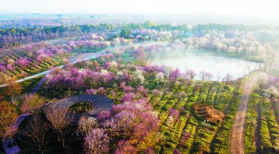 南京溧水：雲蒸霞蔚 鄉野花盛