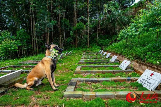 軍犬“凱特”向逝去的老戰友獻花。