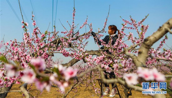 （经济）（1）河北邯郸：桃花园内授粉忙