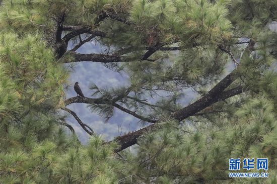 ����ᣩ��6�������ȴ����ֹ��ҹ�԰��������ó����̬��Ƭ