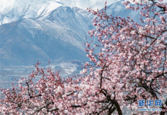 （春季美麗生態）（1）西藏：山寺桃花開