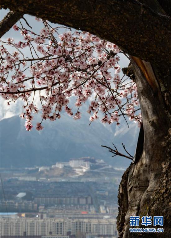 （春季美麗生態）（2）西藏：山寺桃花開