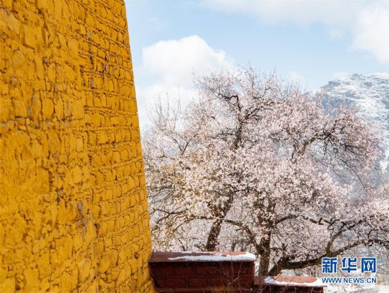 （春季美麗生態）（3）西藏：山寺桃花開