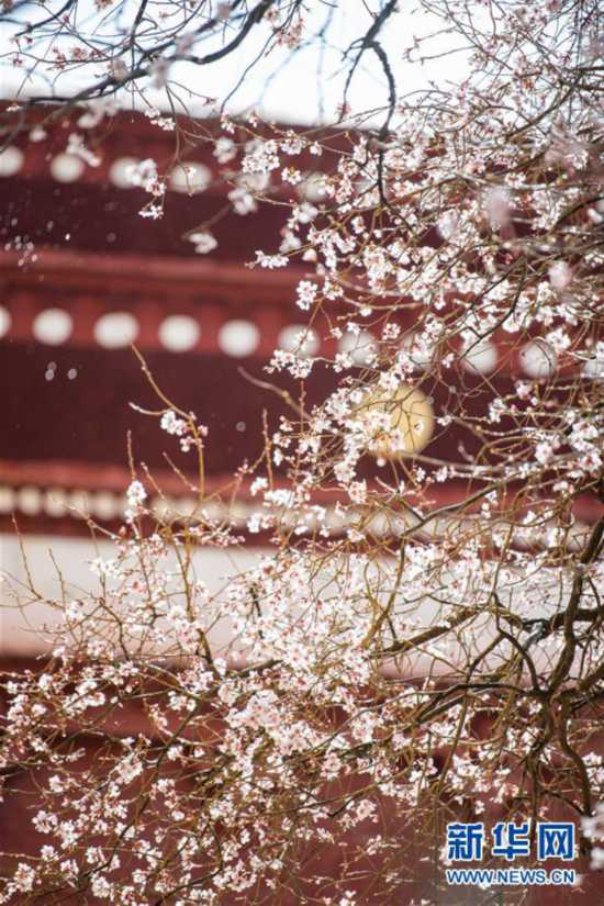 （春季美麗生態）（4）西藏：山寺桃花開