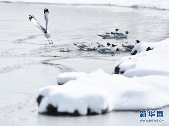 （環境）（3）雪后青海湖